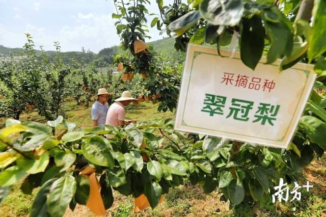 走進(jìn)果場采摘水晶梨。梁素雅 攝