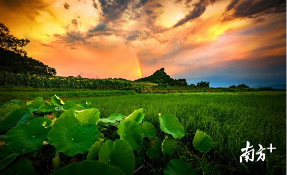 巾峰綠海。成堅強 攝