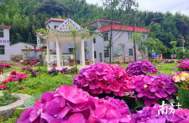 繡球花開(kāi)。張萍 攝