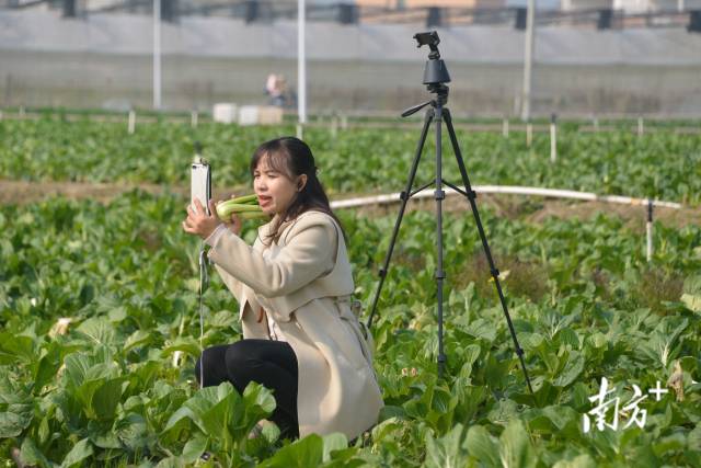 主播介紹連州菜心。張曉欣 攝