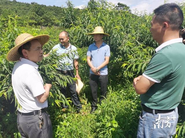 九陂鎮農業綜合服務中心主任、農藝師成忠雄提出水果災后管理意見。