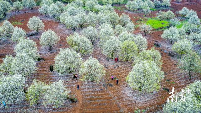 連州梨花。丘貴星 攝