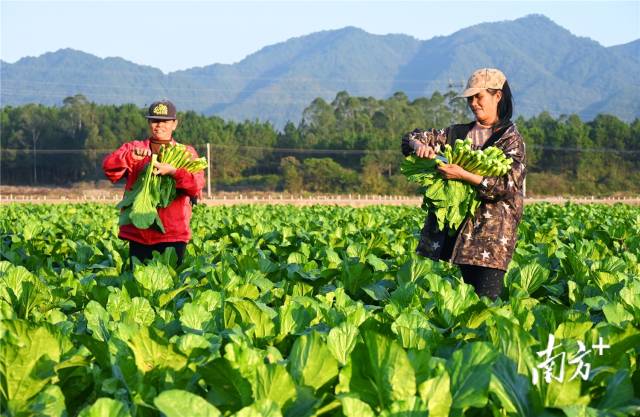連州菜心。黃津 攝
